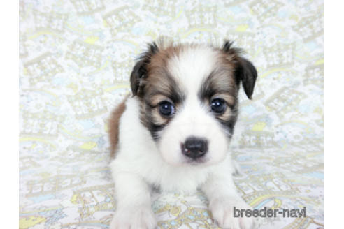 成約済の千葉県のパピヨン-182872の11枚目