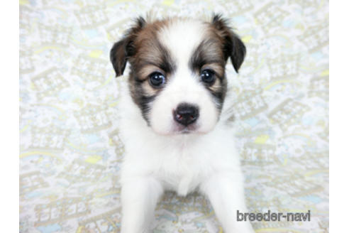 成約済の千葉県のパピヨン-182872の10枚目