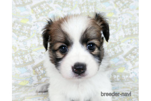 成約済の千葉県のパピヨン-182872の9枚目