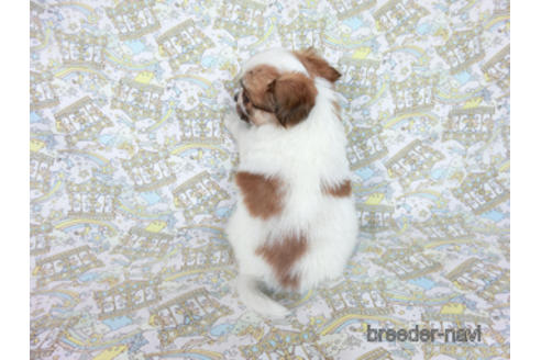 成約済の千葉県のパピヨン-182873の4枚目