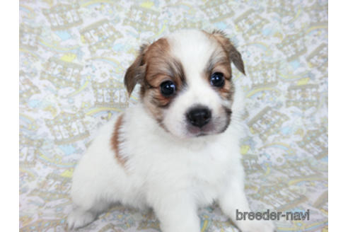 成約済の千葉県のパピヨン-182873の2枚目