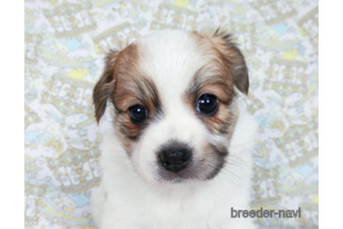 成約済の千葉県のパピヨン-182873