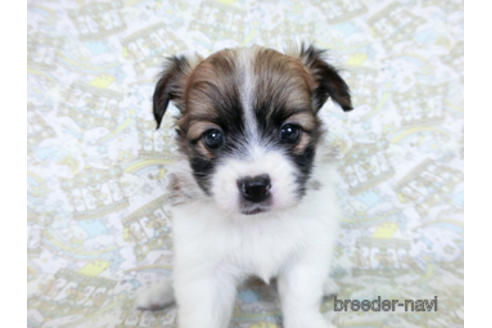 成約済の千葉県のパピヨン-182874の11枚目