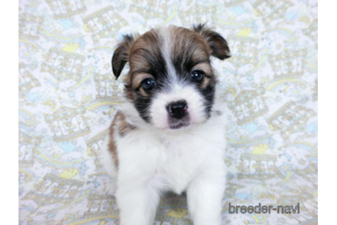 成約済の千葉県のパピヨン-182874の10枚目