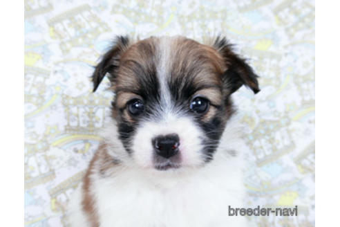 成約済の千葉県のパピヨン-182874の9枚目