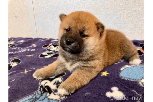 成約済の福井県の柴犬-182882の2枚目