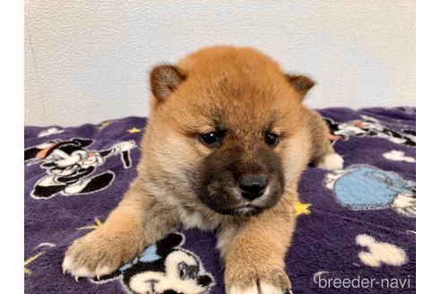 成約済の福井県の柴犬-182882の3枚目
