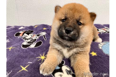 成約済の福井県の柴犬-182882の4枚目