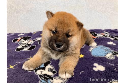 成約済の福井県の柴犬-182882の1枚目
