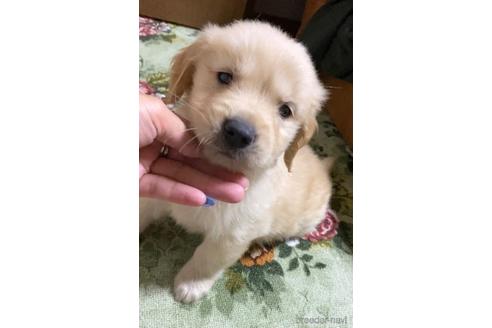 成約済の茨城県のゴールデンレトリーバー-182870