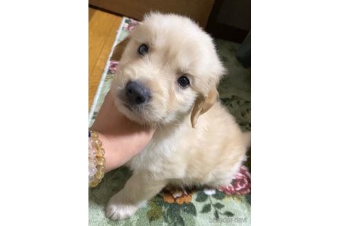 成約済の茨城県のゴールデンレトリーバー-182870の3枚目