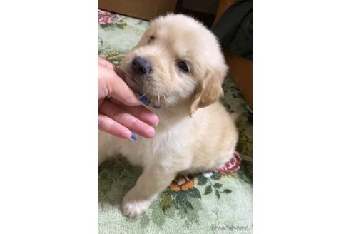 成約済の茨城県のゴールデンレトリーバー-182870の4枚目