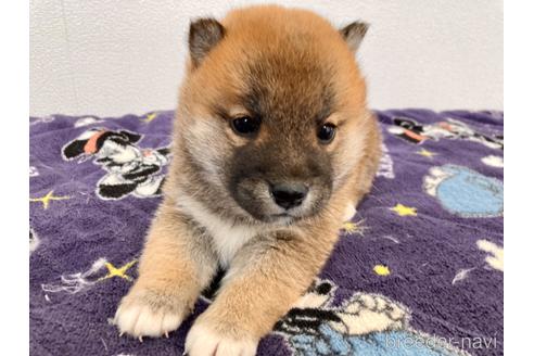 成約済の福井県の柴犬-182893の5枚目