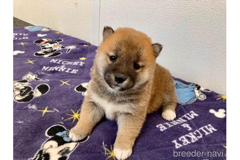 成約済の福井県の柴犬-182893の2枚目