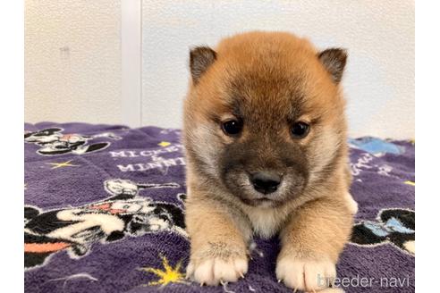 成約済の福井県の柴犬-182893の1枚目