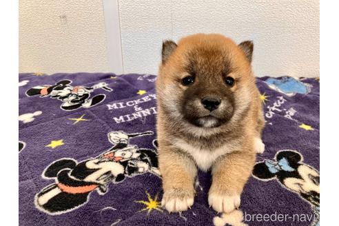 成約済の福井県の柴犬-182893の3枚目