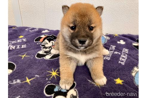 成約済の福井県の柴犬-182893の4枚目