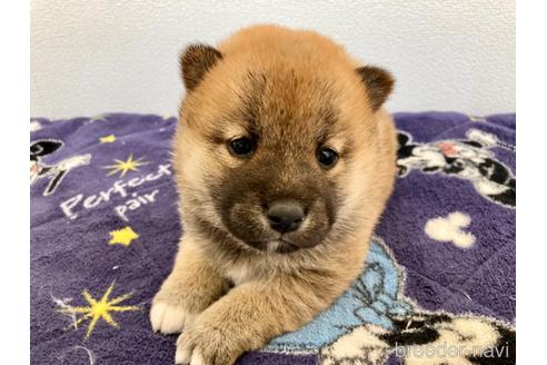 成約済の福井県の柴犬-182898の3枚目