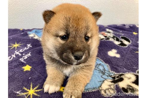 成約済の福井県の柴犬-182898の4枚目