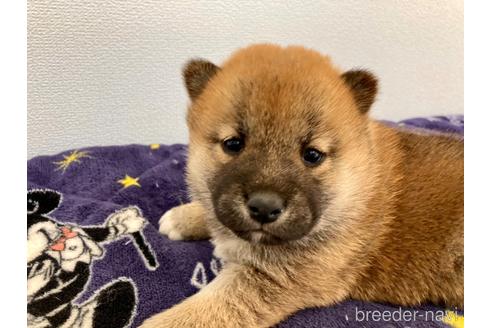 成約済の福井県の柴犬-182898の5枚目