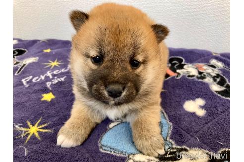 成約済の福井県の柴犬-182898の1枚目