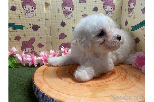 成約済の栃木県のビションフリーゼ-180609の5枚目