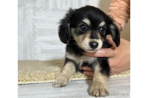 成約済の栃木県のチワックス:チワワ×ミニチュアダックスフンド-180680の4枚目