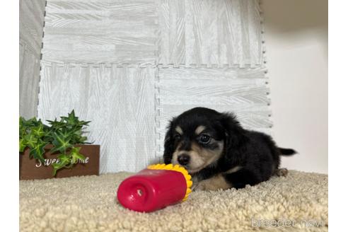 成約済の栃木県のチワックス:チワワ×ミニチュアダックスフンド-180680の2枚目