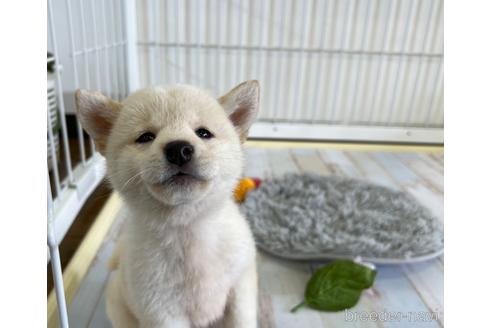 成約済の栃木県の柴犬-180692の1枚目