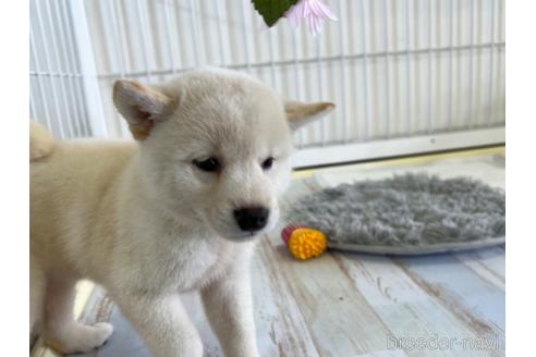 成約済の栃木県の柴犬-180692の3枚目