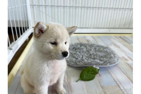 成約済の栃木県の柴犬-180692の2枚目