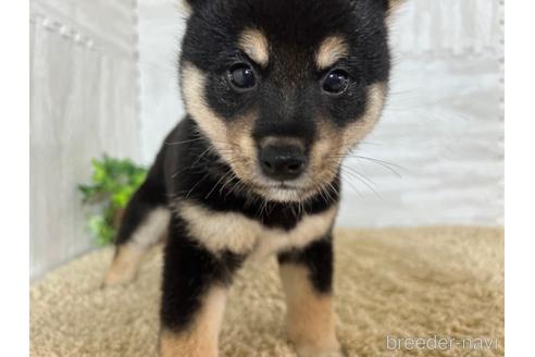 成約済の栃木県の柴犬-180693の1枚目