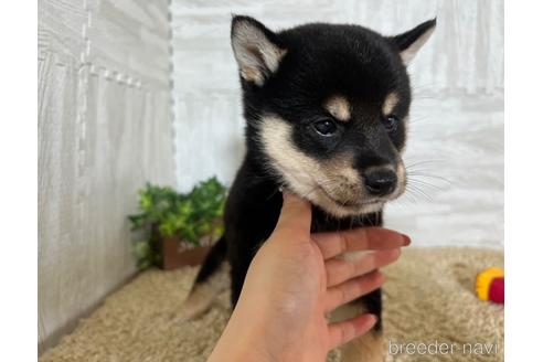 成約済の栃木県の柴犬-180693の3枚目