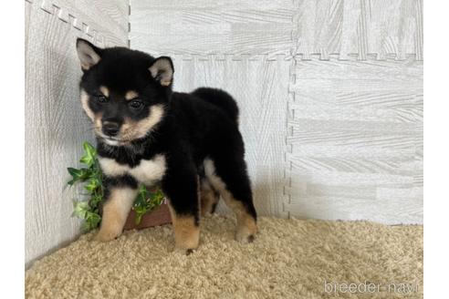 成約済の栃木県の柴犬-180693の2枚目