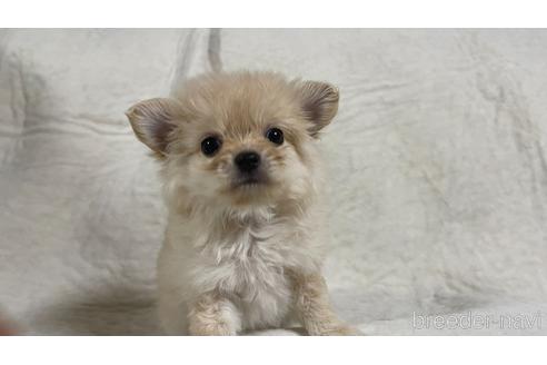 成約済の茨城県のミックス犬-182959の4枚目