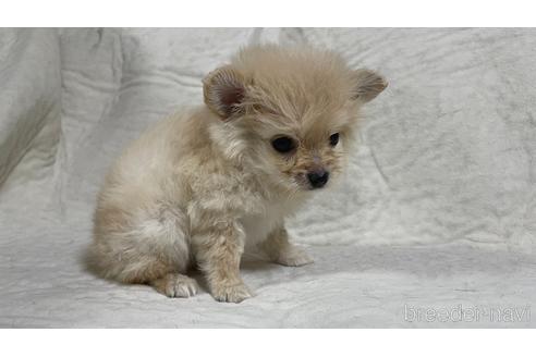 成約済の茨城県のミックス犬-182959の3枚目