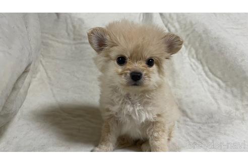 成約済の茨城県のミックス犬-182959の2枚目