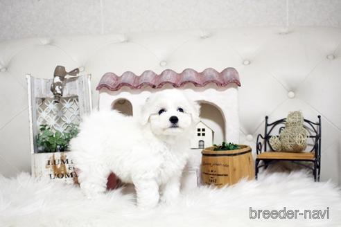 成約済の佐賀県のビションフリーゼ-180737の1枚目