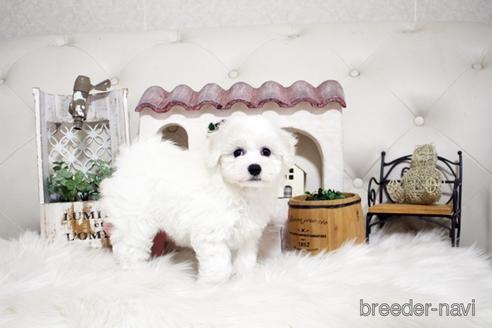 成約済の佐賀県のビションフリーゼ-180737の5枚目