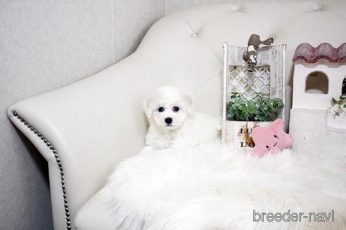 成約済の佐賀県のビションフリーゼ-180737の4枚目