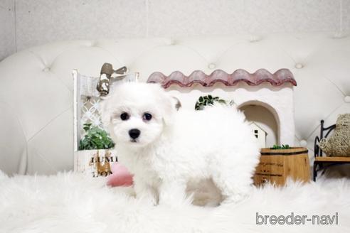 成約済の佐賀県のビションフリーゼ-180737の3枚目