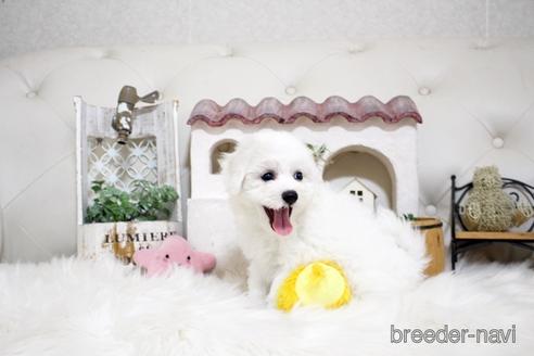 成約済の佐賀県のビションフリーゼ-180737の2枚目