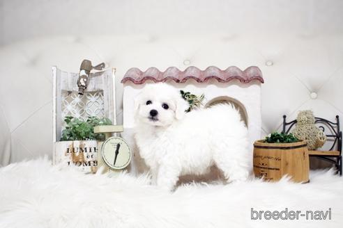 成約済の佐賀県のビションフリーゼ-180738の1枚目