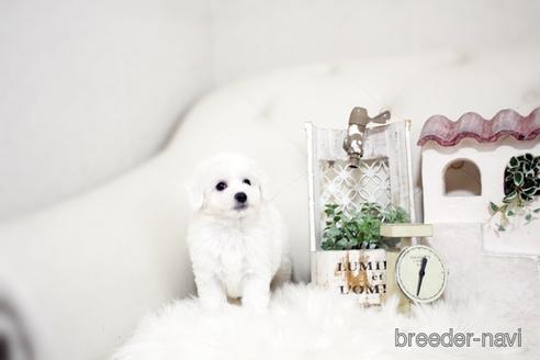 成約済の佐賀県のビションフリーゼ-180738の5枚目