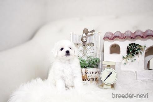 成約済の佐賀県のビションフリーゼ-180738の4枚目