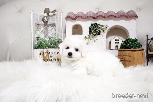 成約済の佐賀県のビションフリーゼ-180738の3枚目