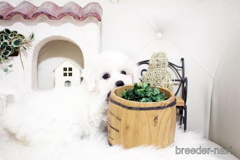 成約済の佐賀県のビションフリーゼ-180738の2枚目