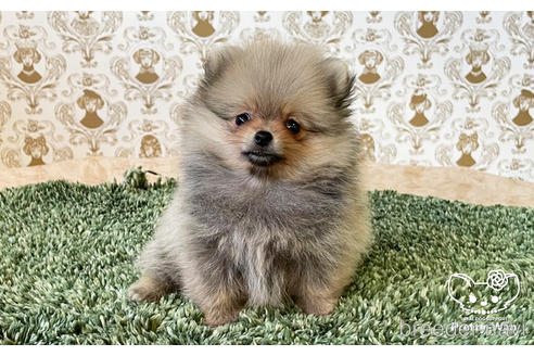 成約済の愛知県のポメラニアン-182993の5枚目