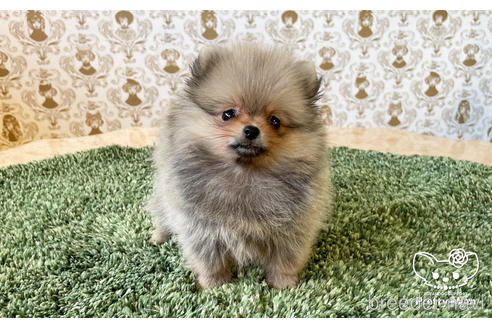 成約済の愛知県のポメラニアン-182993の3枚目