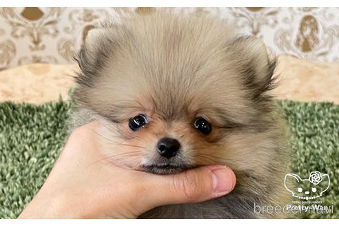 成約済の愛知県のポメラニアン-182993の1枚目